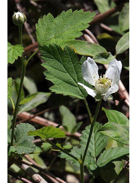 Rubus flagellaris (Northern dewberry) #72830
