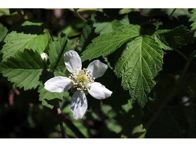 Rubus flagellaris (Northern dewberry) #72832