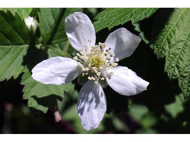 Rubus flagellaris (Northern dewberry) #72833