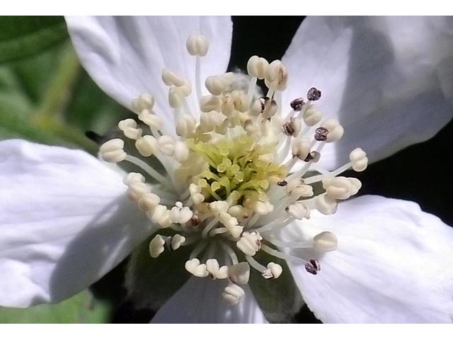Rubus flagellaris (Northern dewberry) #72834