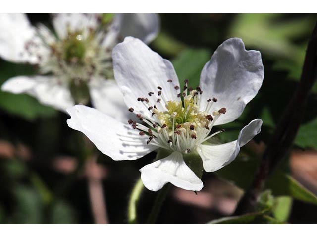 Rubus flagellaris (Northern dewberry) #72835
