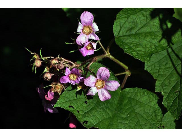 Rubus odoratus (Purple-flowering raspberry) #72837