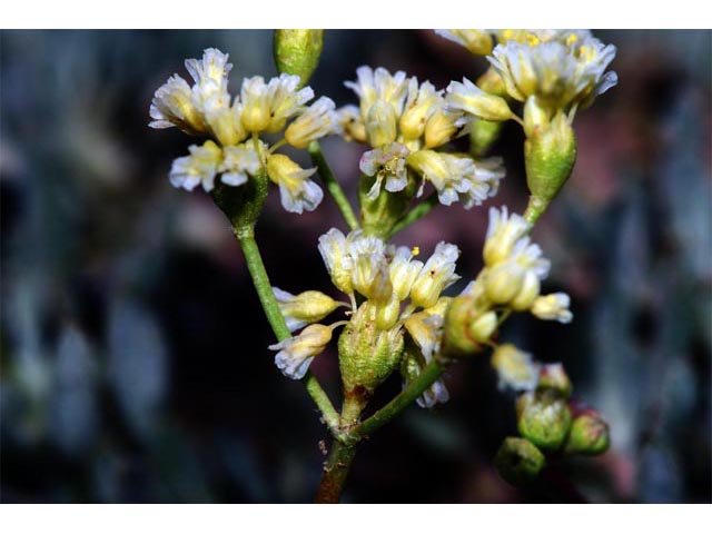 Eriogonum cusickii (Cusick's buckwheat) #51612
