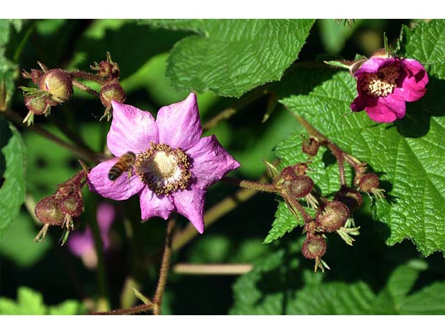 Rubus odoratus (Purple-flowering raspberry) #72840