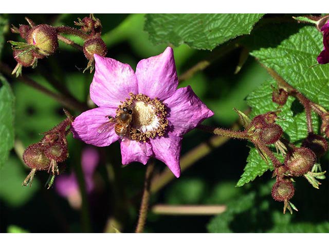 Rubus odoratus (Purple-flowering raspberry) #72841
