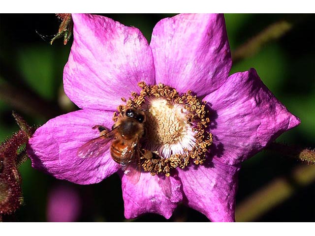 Rubus odoratus (Purple-flowering raspberry) #72842