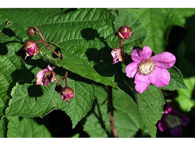 Rubus odoratus (Purple-flowering raspberry) #72843