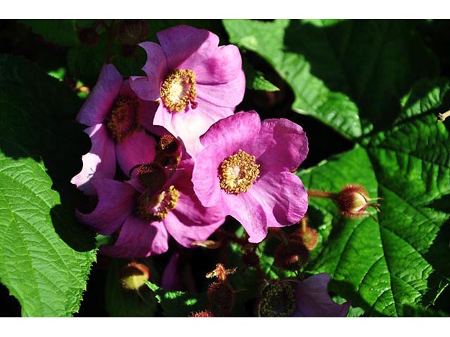 Rubus odoratus (Purple-flowering raspberry) #72844