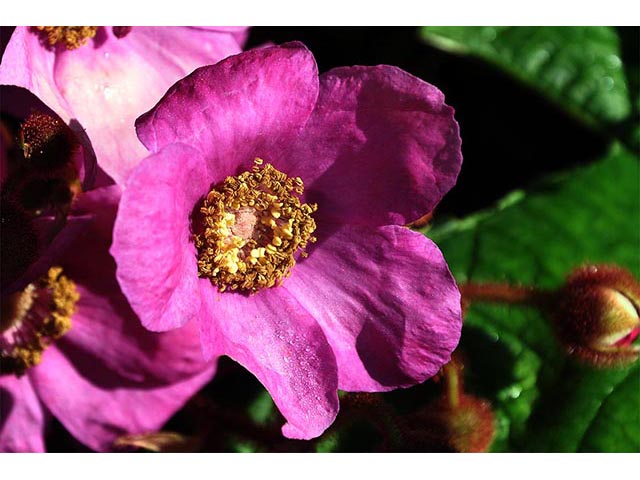 Rubus odoratus (Purple-flowering raspberry) #72845