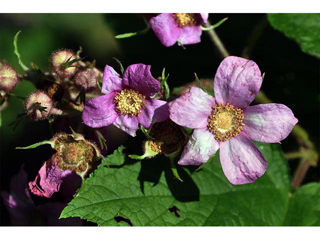 Rubus odoratus (Purple-flowering raspberry) #72847