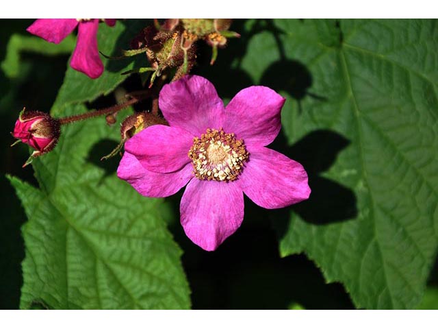 Rubus odoratus (Purple-flowering raspberry) #72848