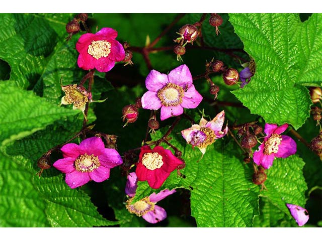 Rubus odoratus (Purple-flowering raspberry) #72850