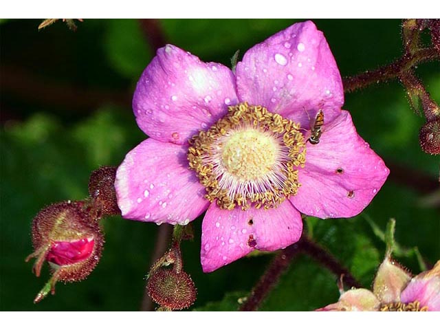 Rubus odoratus (Purple-flowering raspberry) #72852