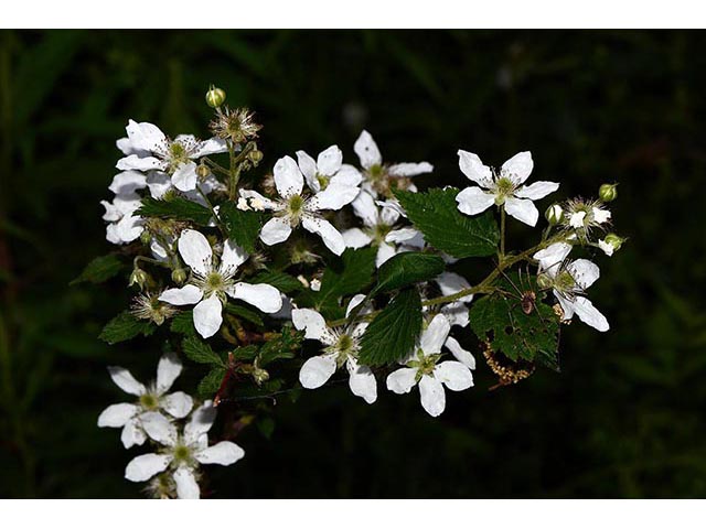 Rubus pensilvanicus (Pennsylvania blackberry) #72853