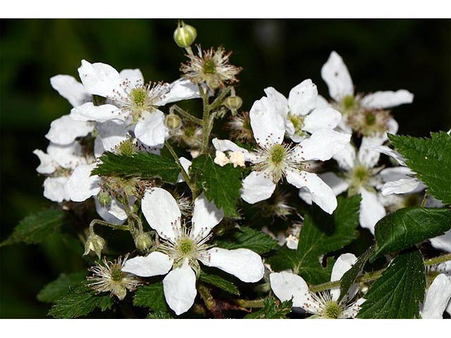 Rubus pensilvanicus (Pennsylvania blackberry) #72854