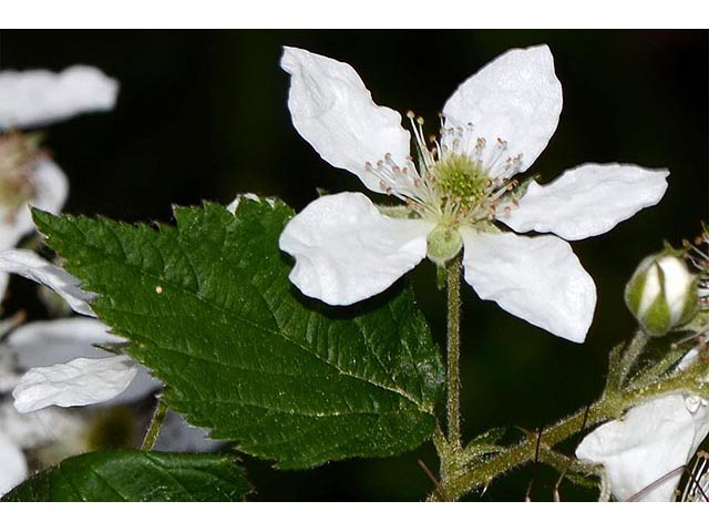 Rubus pensilvanicus (Pennsylvania blackberry) #72855