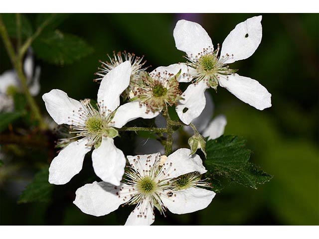 Rubus pensilvanicus (Pennsylvania blackberry) #72856