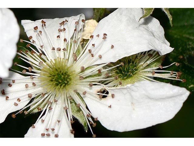 Rubus pensilvanicus (Pennsylvania blackberry) #72857