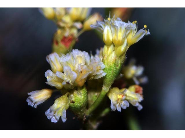 Eriogonum cusickii (Cusick's buckwheat) #51614