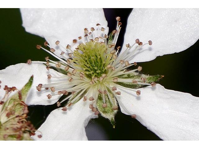 Rubus pensilvanicus (Pennsylvania blackberry) #72858