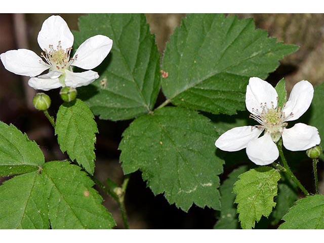 Rubus pensilvanicus (Pennsylvania blackberry) #72860