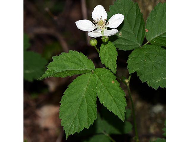 Rubus pensilvanicus (Pennsylvania blackberry) #72861