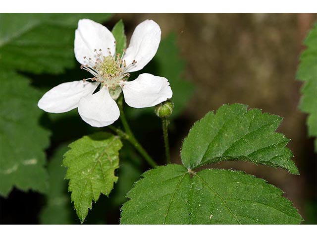 Rubus pensilvanicus (Pennsylvania blackberry) #72862