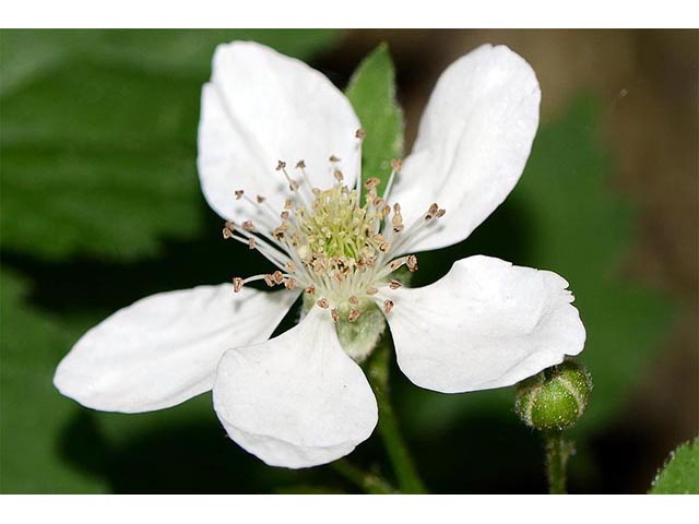 Rubus pensilvanicus (Pennsylvania blackberry) #72863