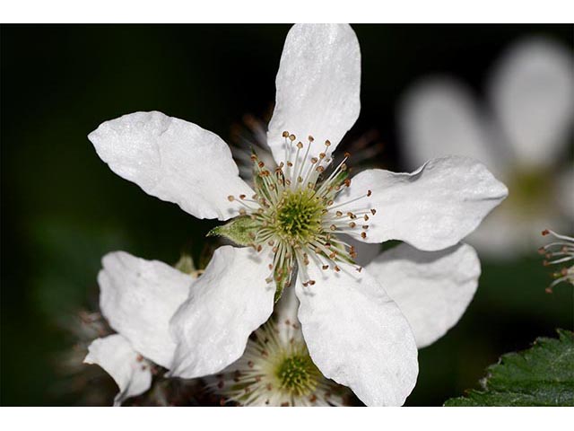 Rubus pensilvanicus (Pennsylvania blackberry) #72864