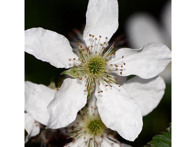 Rubus pensilvanicus (Pennsylvania blackberry) #72865