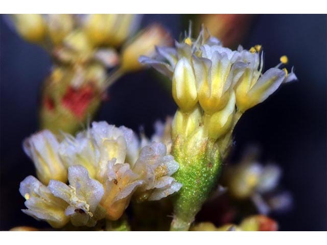 Eriogonum cusickii (Cusick's buckwheat) #51615