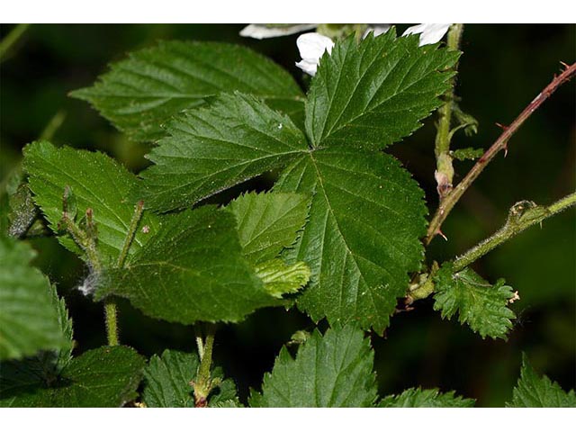 Rubus pensilvanicus (Pennsylvania blackberry) #72868