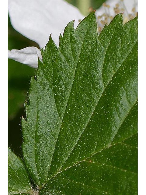 Rubus pensilvanicus (Pennsylvania blackberry) #72870