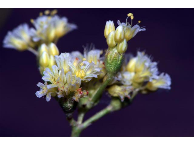 Eriogonum cusickii (Cusick's buckwheat) #51616