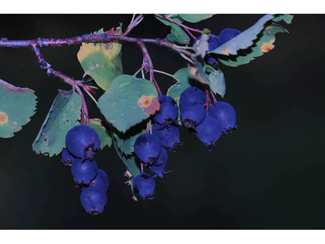 Amelanchier pumila (Dwarf serviceberry) #72879