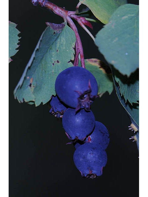Amelanchier pumila (Dwarf serviceberry) #72880