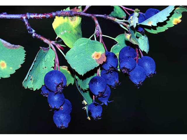 Amelanchier pumila (Dwarf serviceberry) #72882