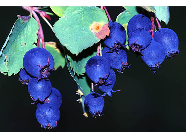 Amelanchier pumila (Dwarf serviceberry) #72883