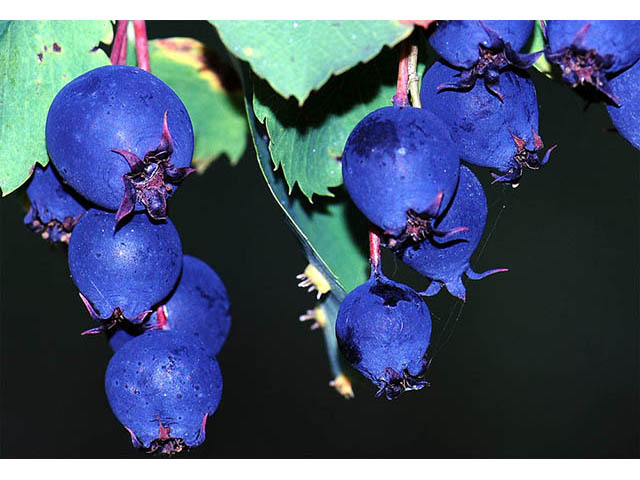 Amelanchier pumila (Dwarf serviceberry) #72884