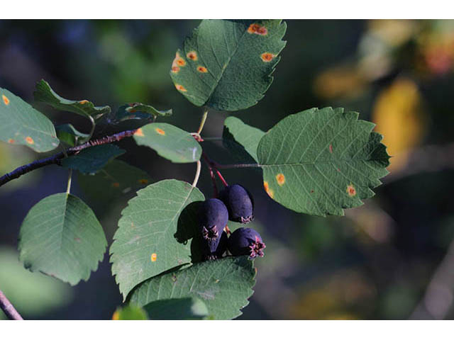 Amelanchier pumila (Dwarf serviceberry) #72886