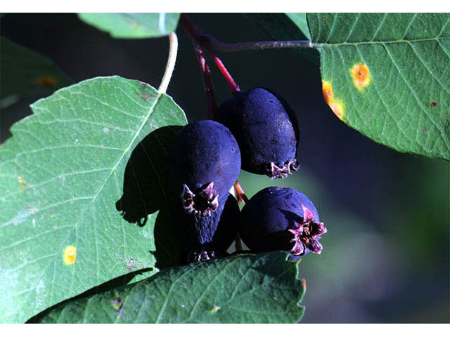 Amelanchier pumila (Dwarf serviceberry) #72887