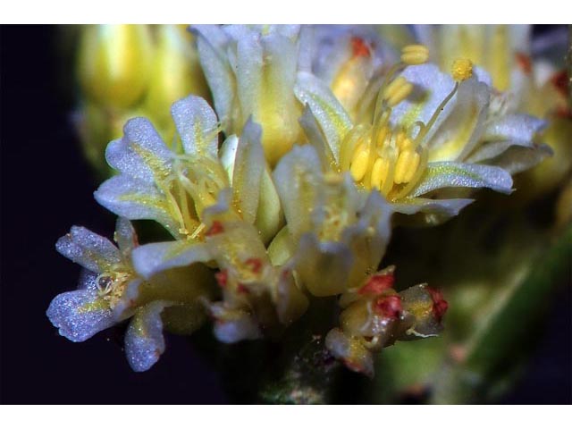 Eriogonum cusickii (Cusick's buckwheat) #51617