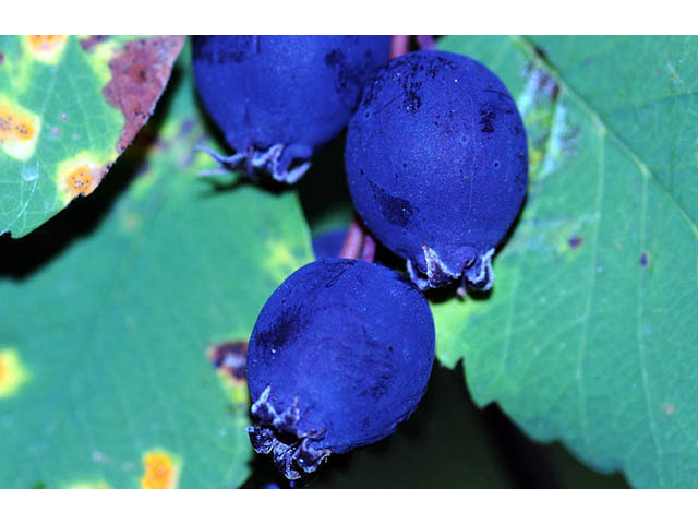 Amelanchier pumila (Dwarf serviceberry) #72890
