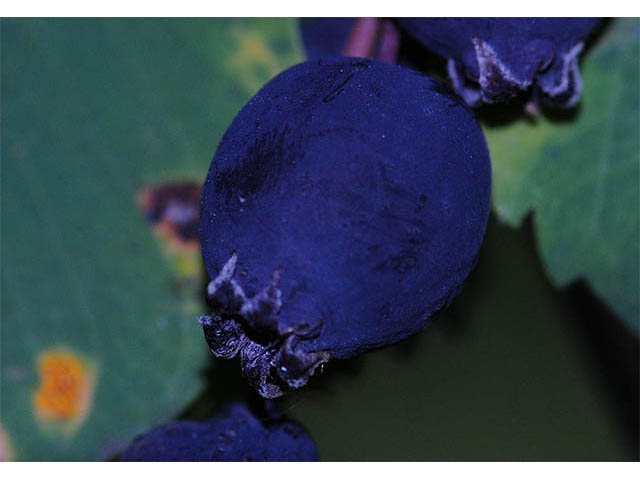 Amelanchier pumila (Dwarf serviceberry) #72891
