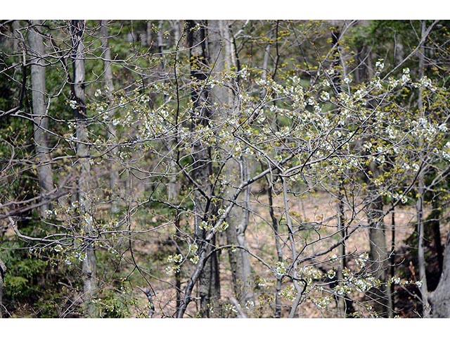 Amelanchier arborea (Common serviceberry) #72892