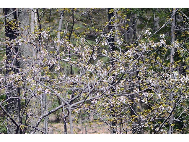 Amelanchier arborea (Common serviceberry) #72893