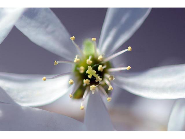 Amelanchier arborea (Common serviceberry) #72895