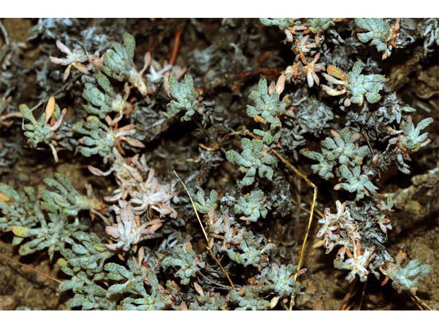 Eriogonum cusickii (Cusick's buckwheat) #51618