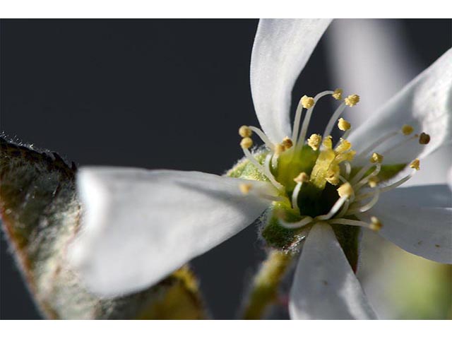 Amelanchier arborea (Common serviceberry) #72898