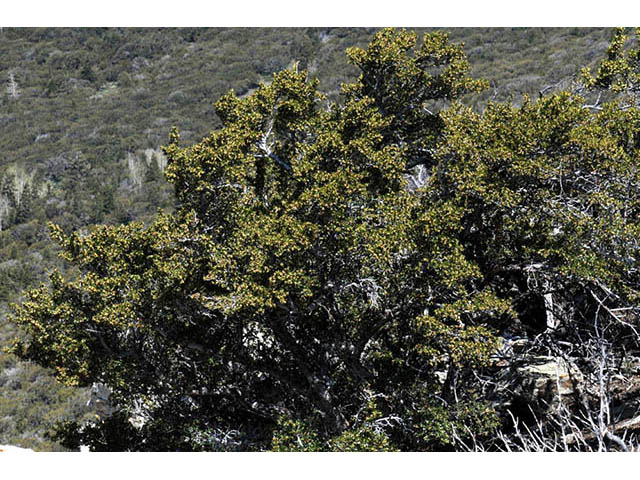 Cercocarpus ledifolius var. intercedens (Curl-leaf mountain mahogany) #72904
